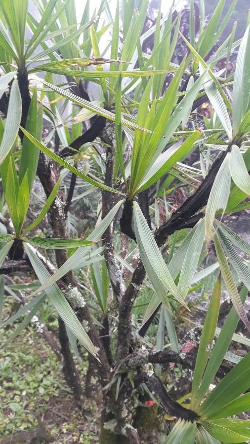 Basselinia pancheri flower