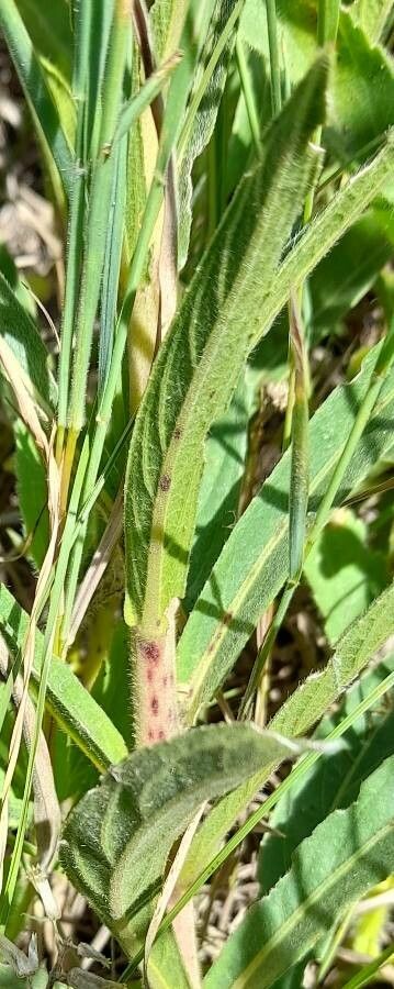 Vernonia incana — search result for 'Vernonia'
