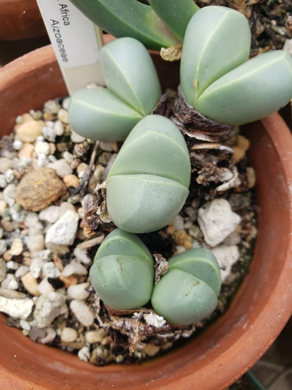 Argyroderma patens leaf