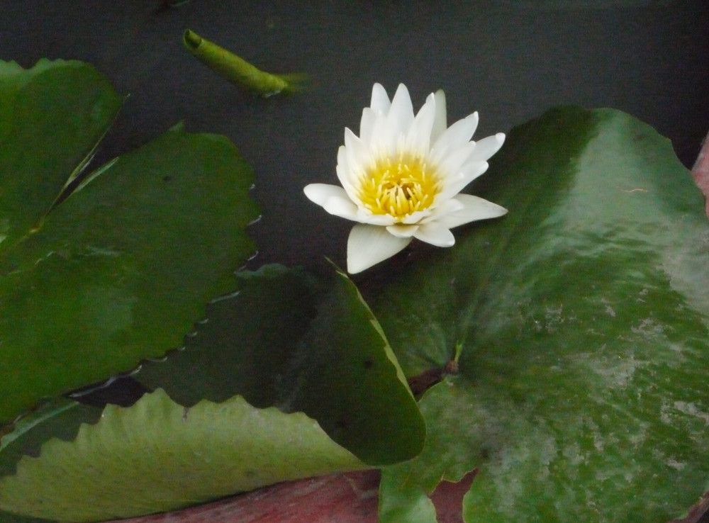 Nymphaea pubescens leaf