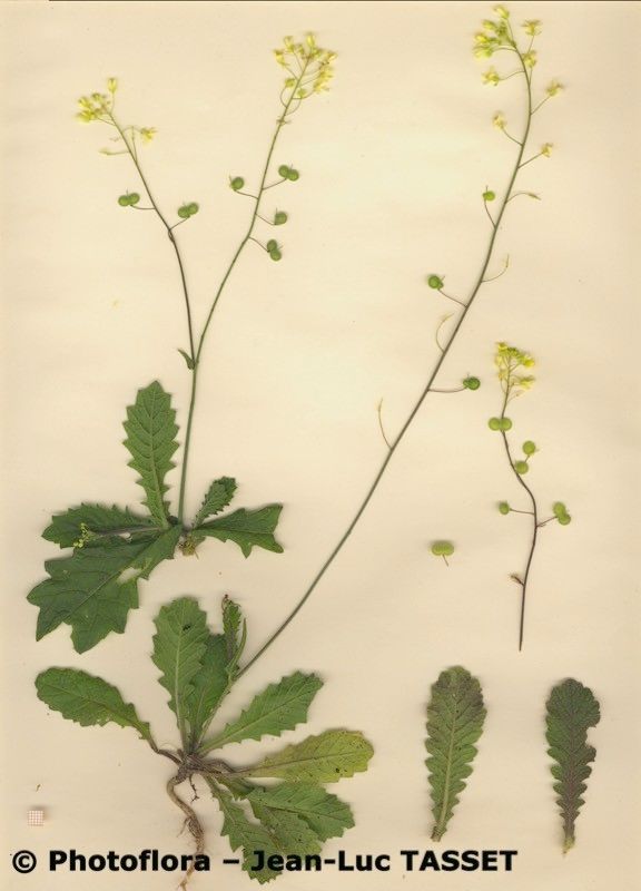 Biscutella baetica habit