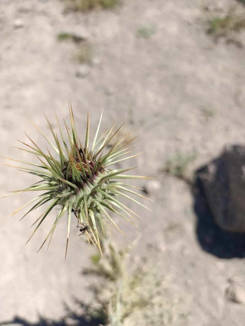 Onopordum algeriense — related species from the same genus