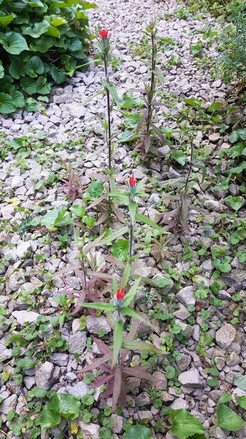 Castilleja haitiensis leaf