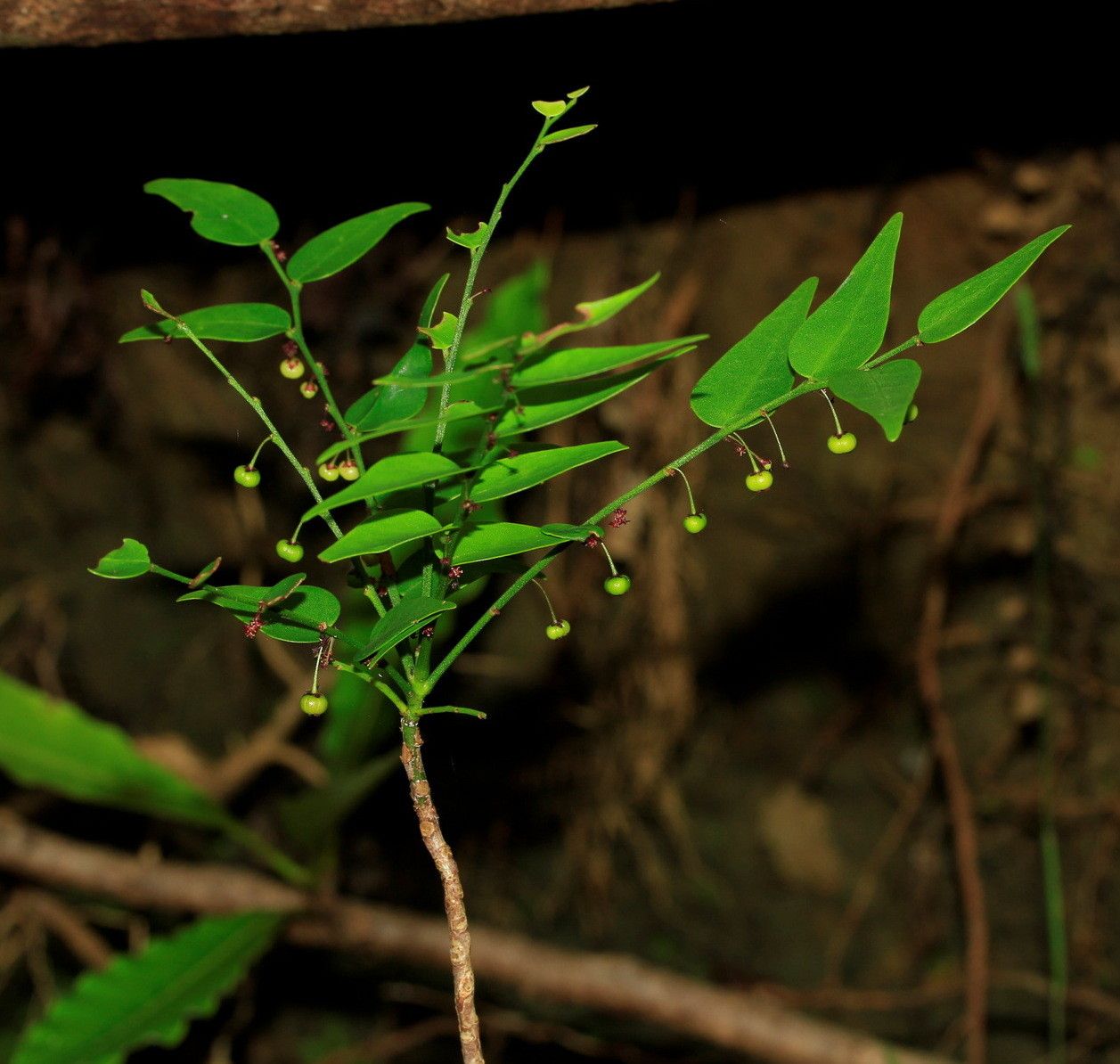 Phyllanthus dorotheae habit