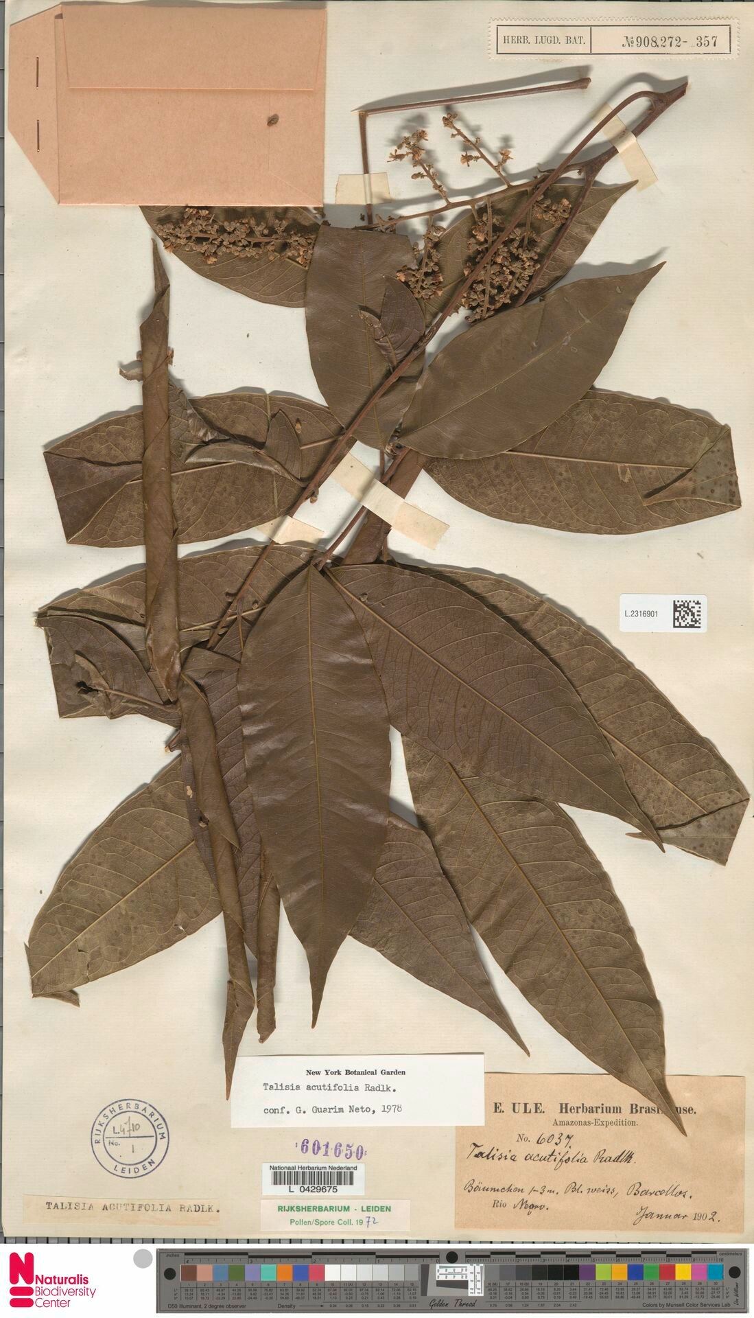 Talisia acutifolia leaf