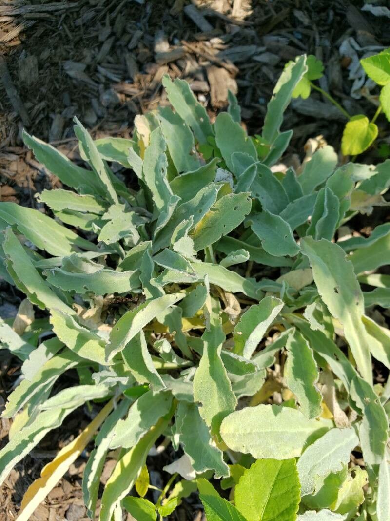Aurinia saxatilis leaf