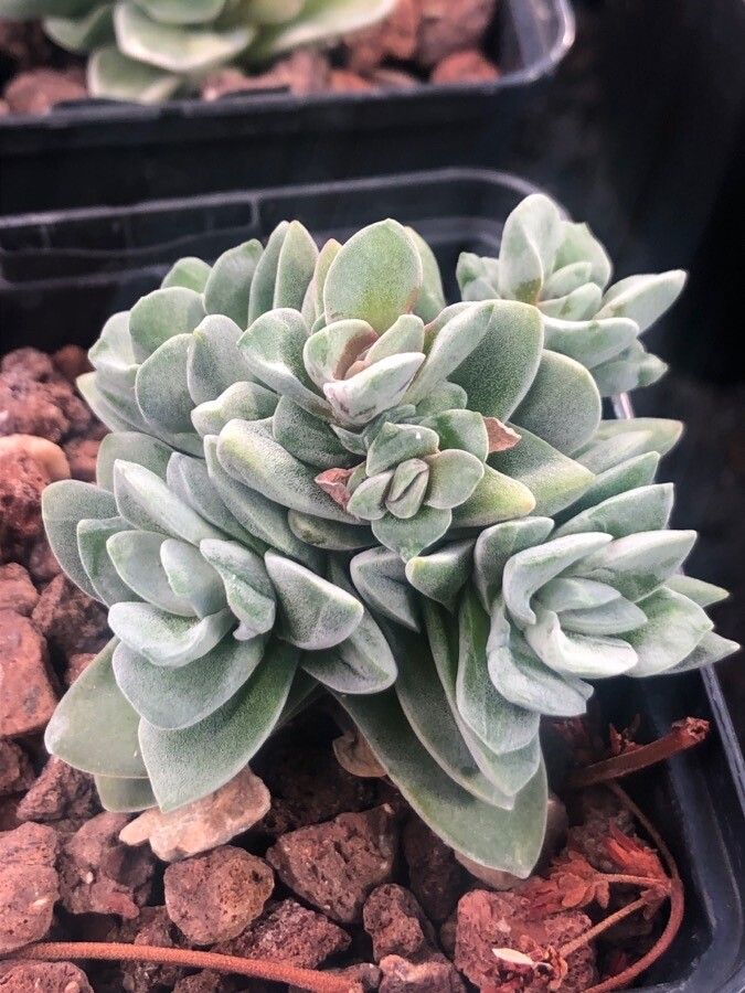 Crassula mesembrianthemopsis leaf