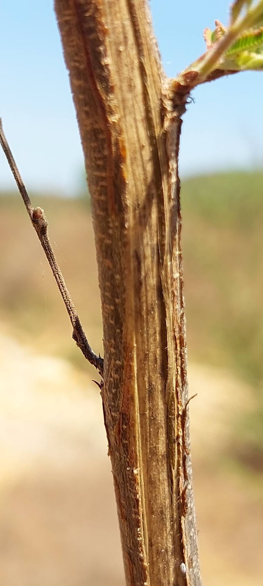 Dichrostachys akataensis bark
