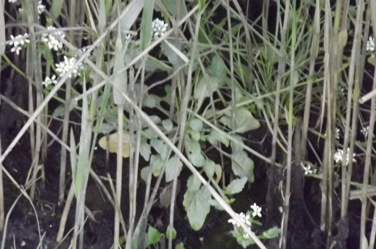 Cochlearia aestuaria — related species from the same genus