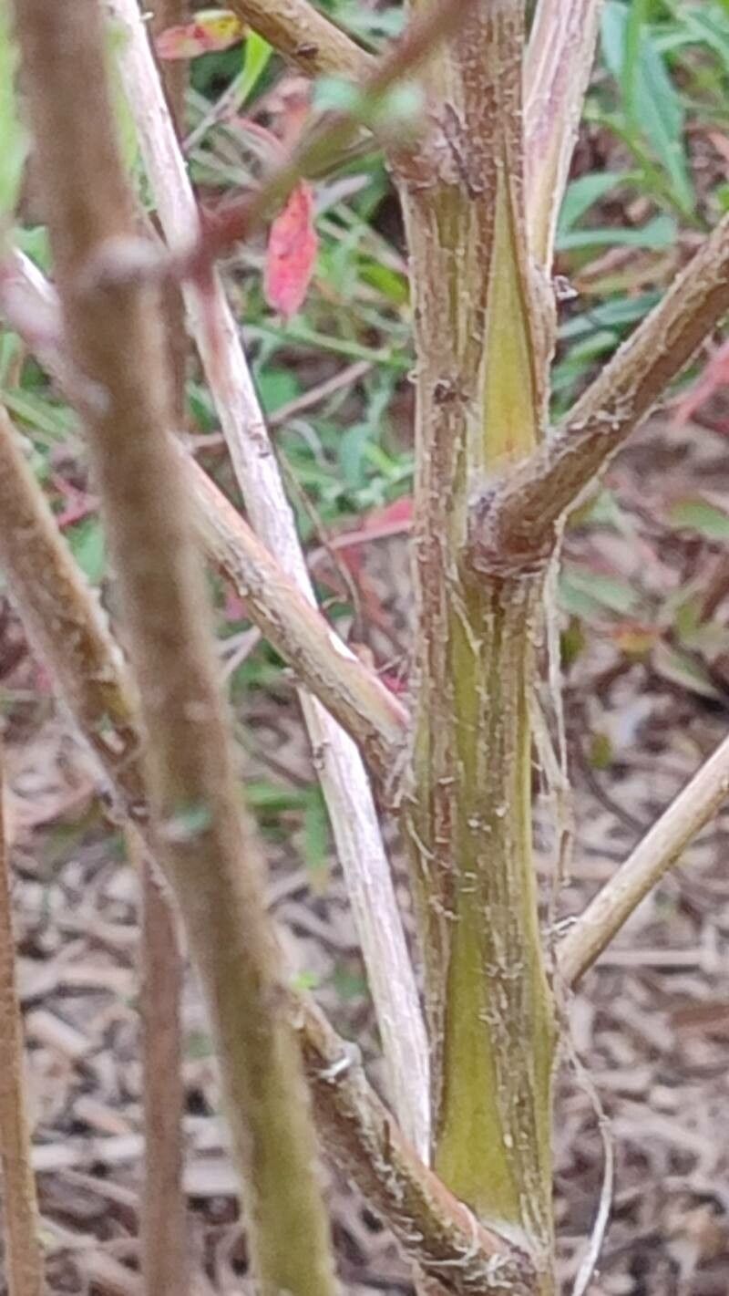 Oenothera filiformis bark