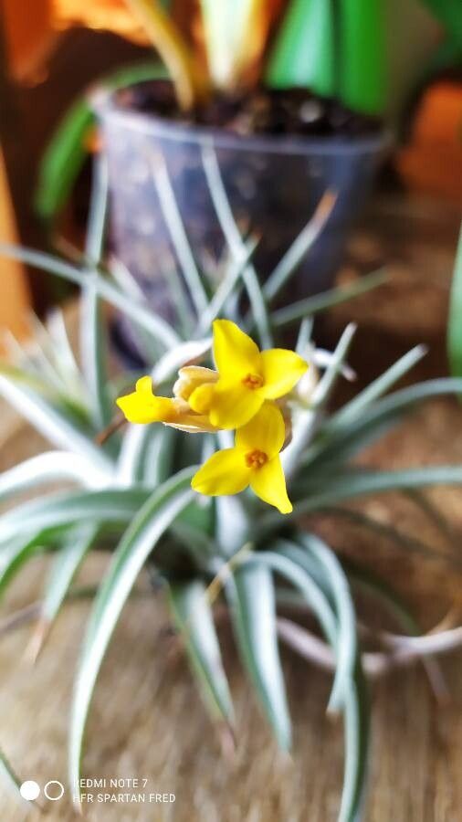 Tillandsia ixioides flower