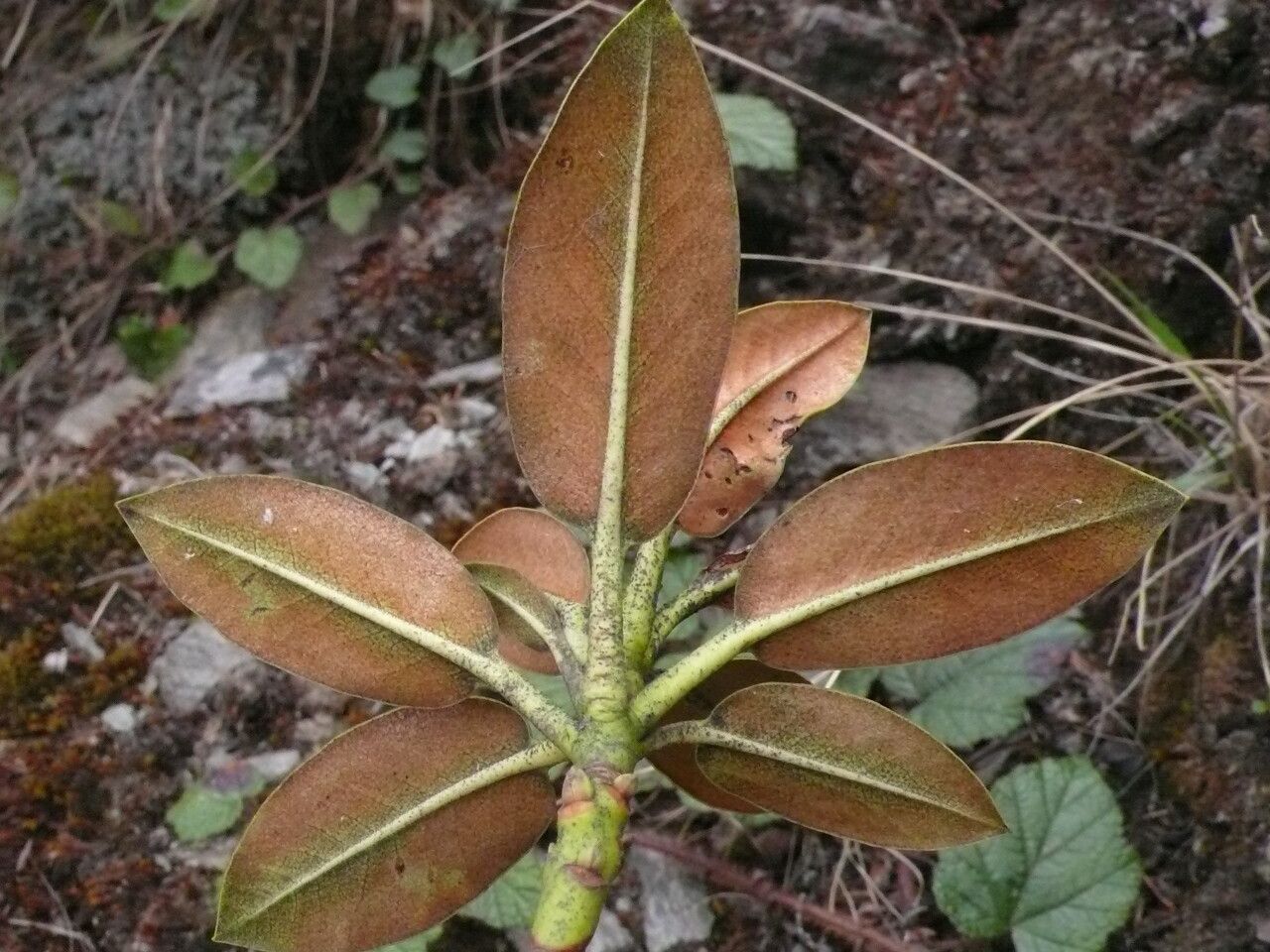 Rhododendron taliense leaf