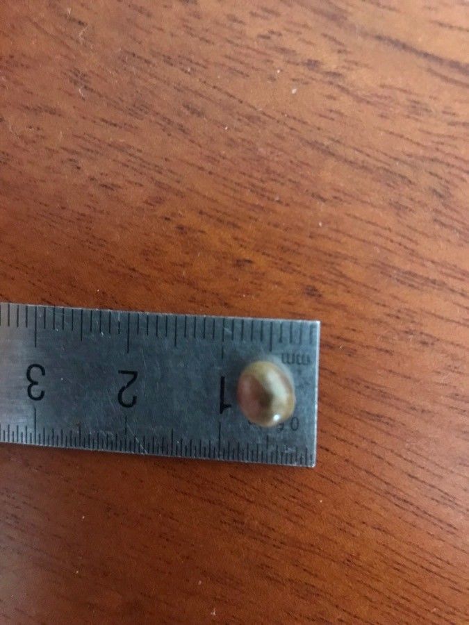 Calyptranthes pallens other