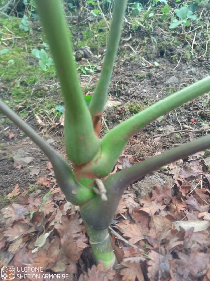 Heptapleurum macrophyllum other