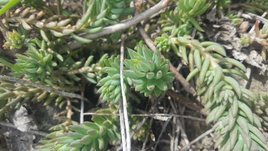 Sedum rupestre