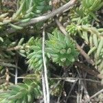 Sedum rupestre