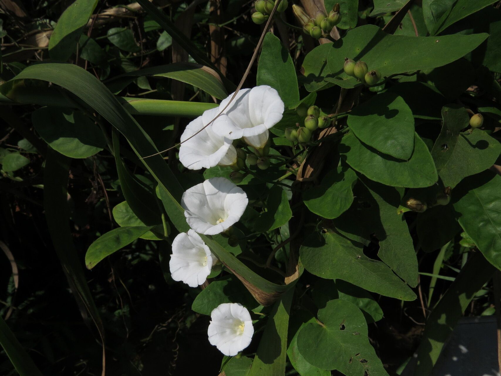 Aniseia luxurians — related species from the same genus