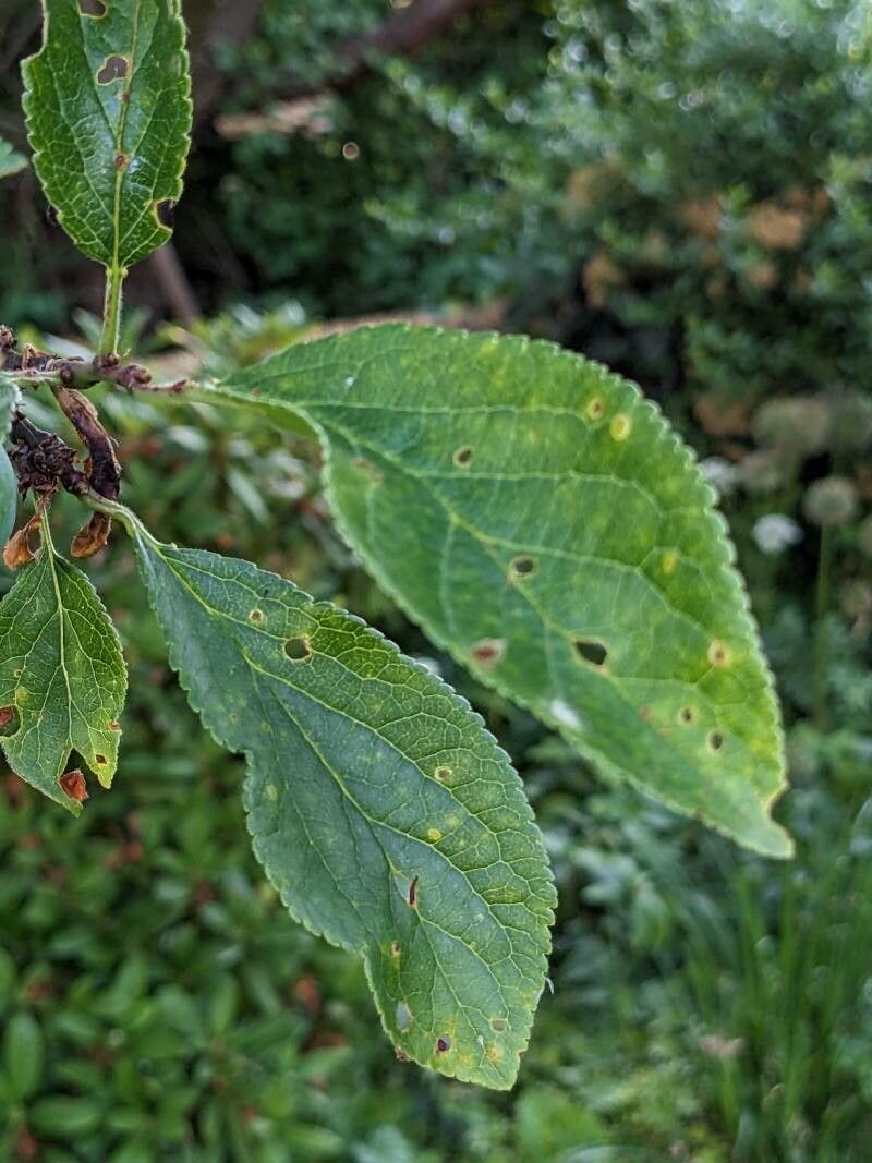 Prunus × syriaca — houseplant care guide