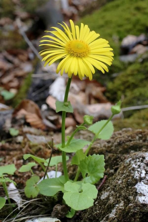 Doronicum columnae habit