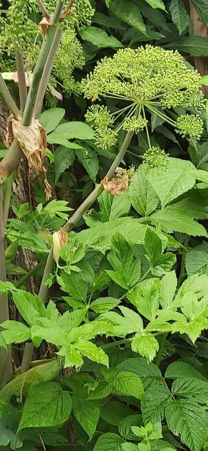Angelica atropurpurea — related species from the same genus