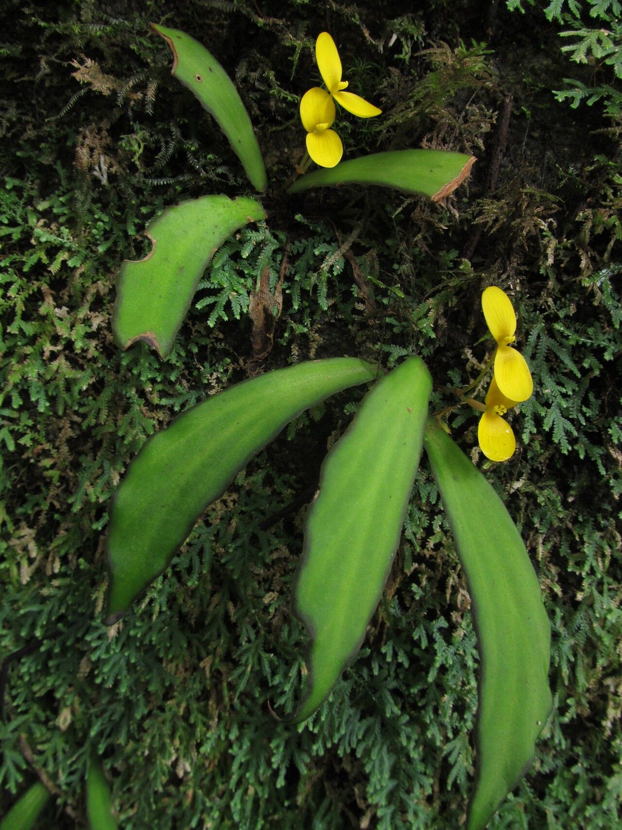 Begonia scutifolia habit