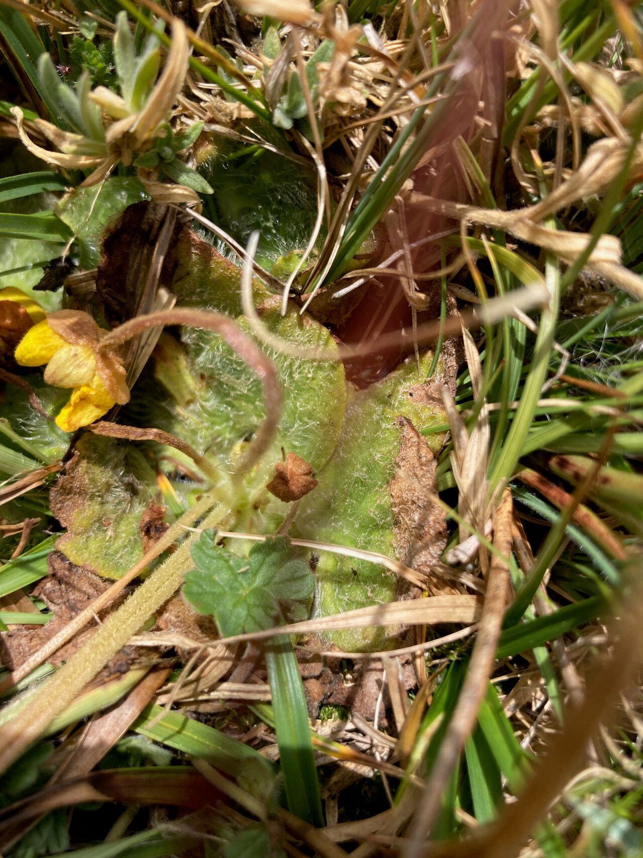 Calceolaria scapiflora — houseplant care guide