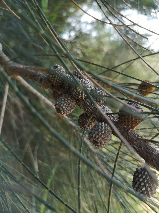 Allocasuarina verticillata fruit