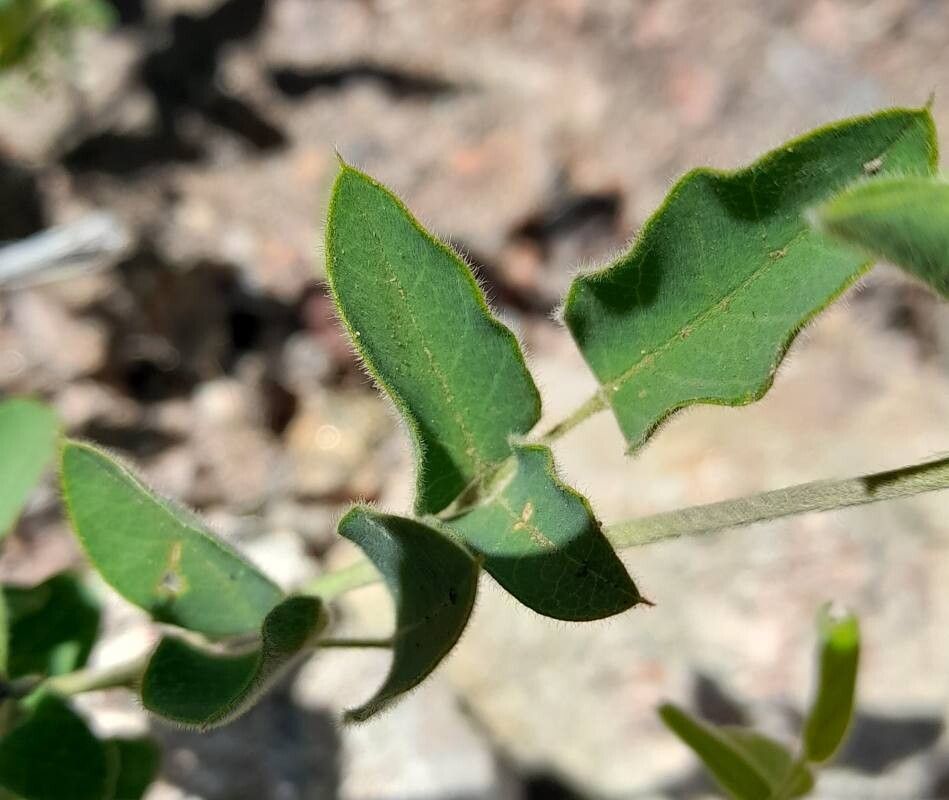 Galactia latisiliqua — houseplant care guide