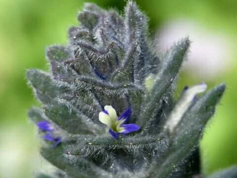 Veronica verna flower