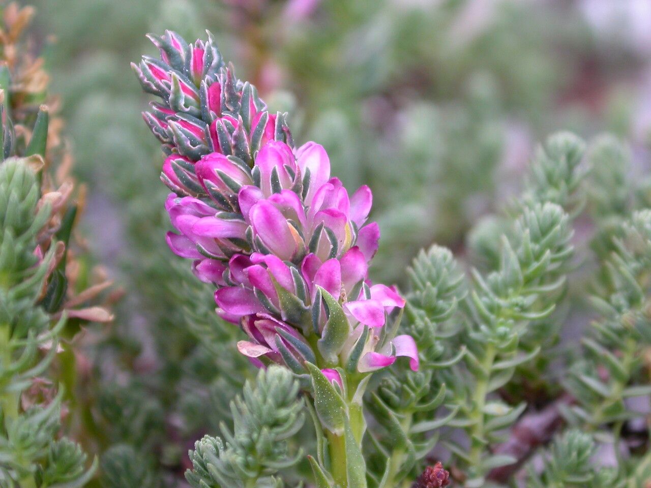 Myricaria rosea — related species from the same genus