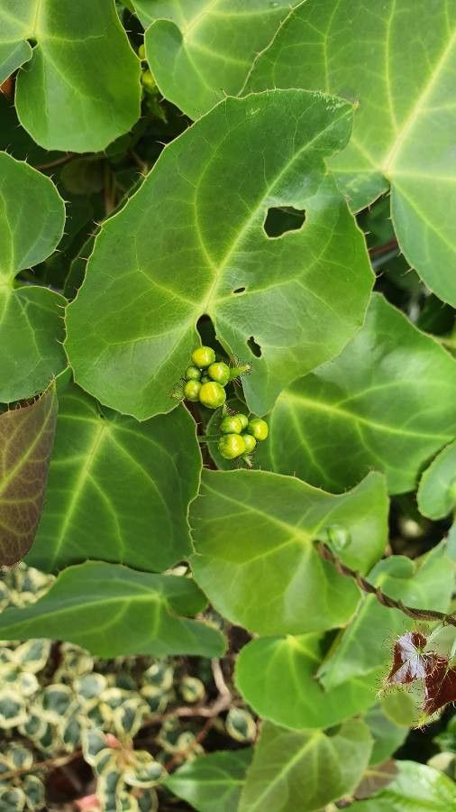 Stigmaphyllon ciliatum — related species from the same genus