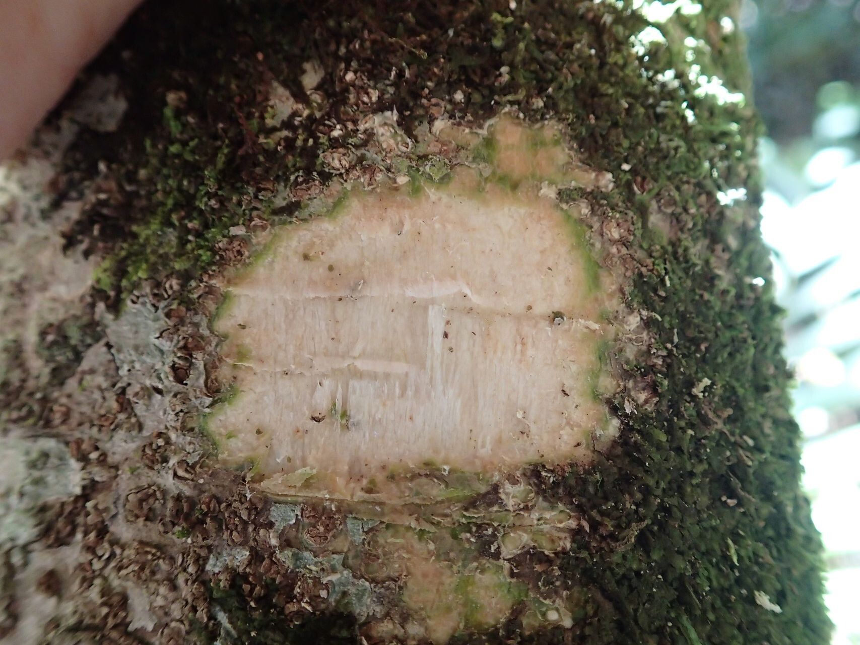 Pittosporum mackeei bark