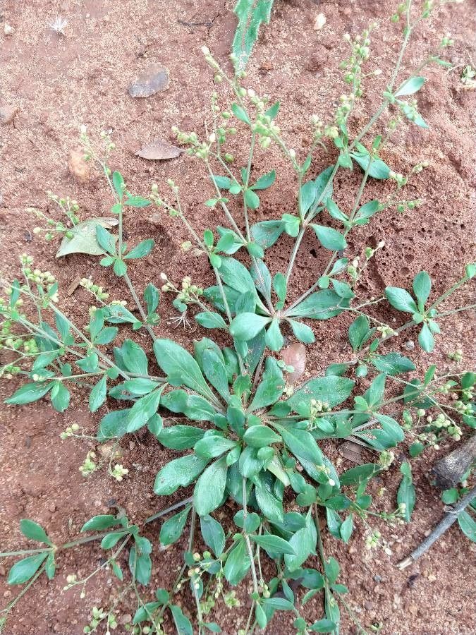 Mollugo nudicaulis leaf