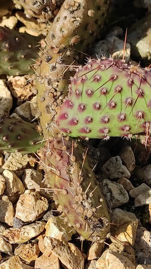 Opuntia fragilis bark