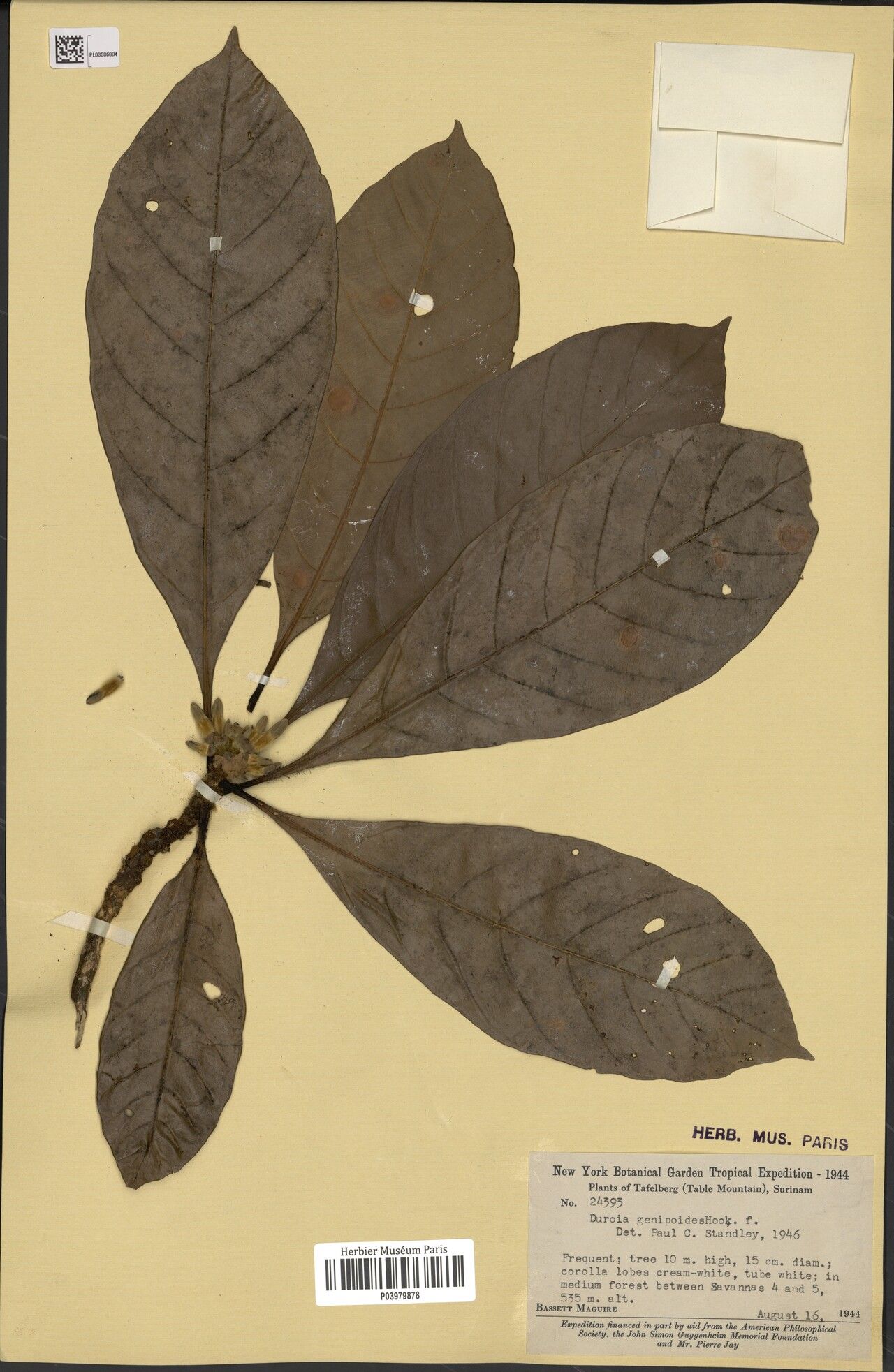 Duroia genipoides fruit