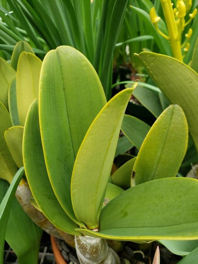 Dendrobium pendulum — houseplant care guide