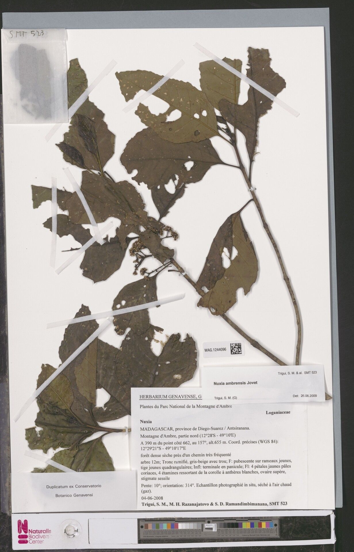 Nuxia ambrensis — related species from the same genus