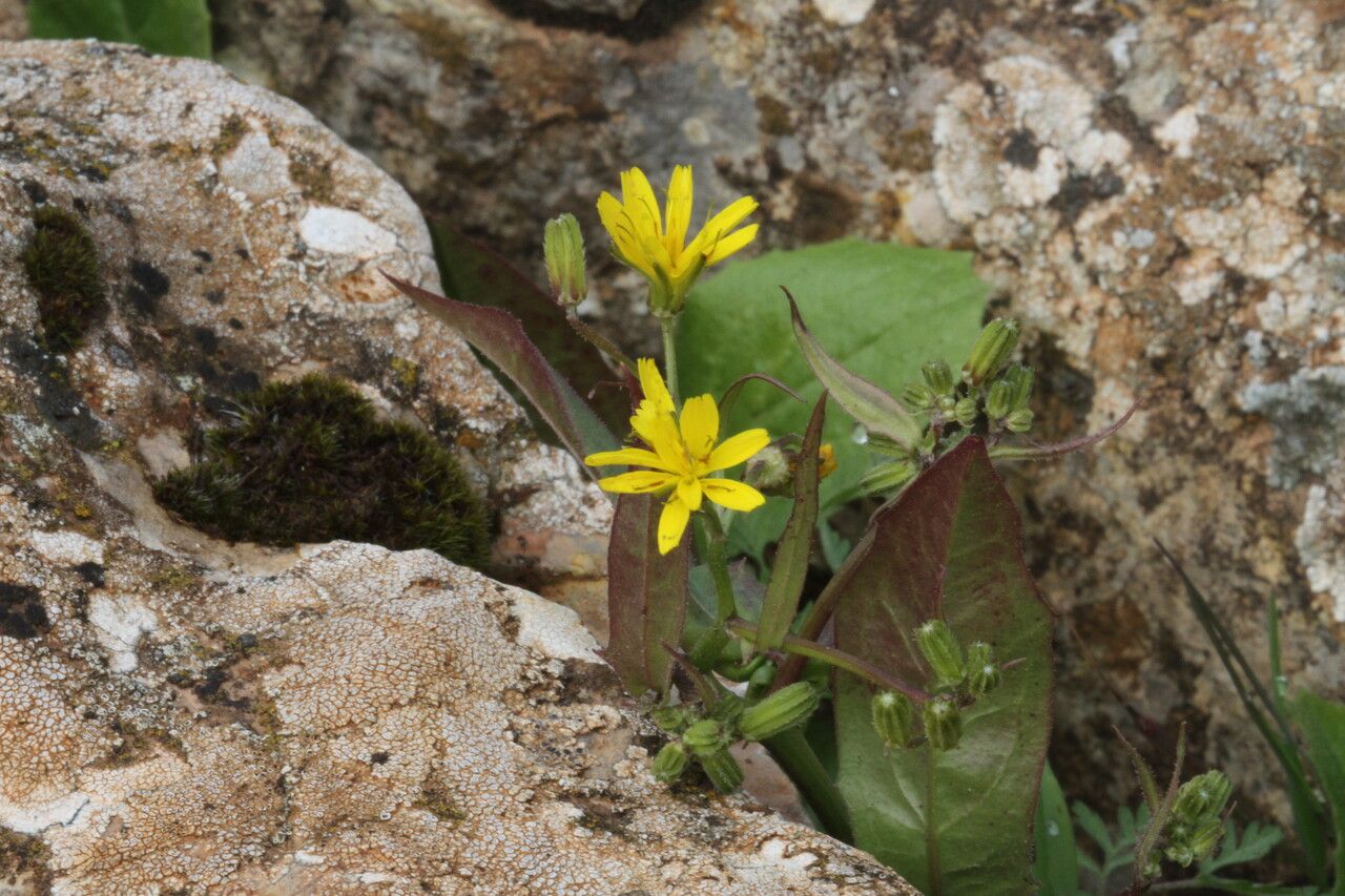 Rhagadiolus stellatus flower