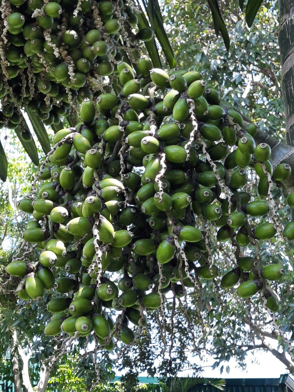 Chambeyronia macrocarpa fruit