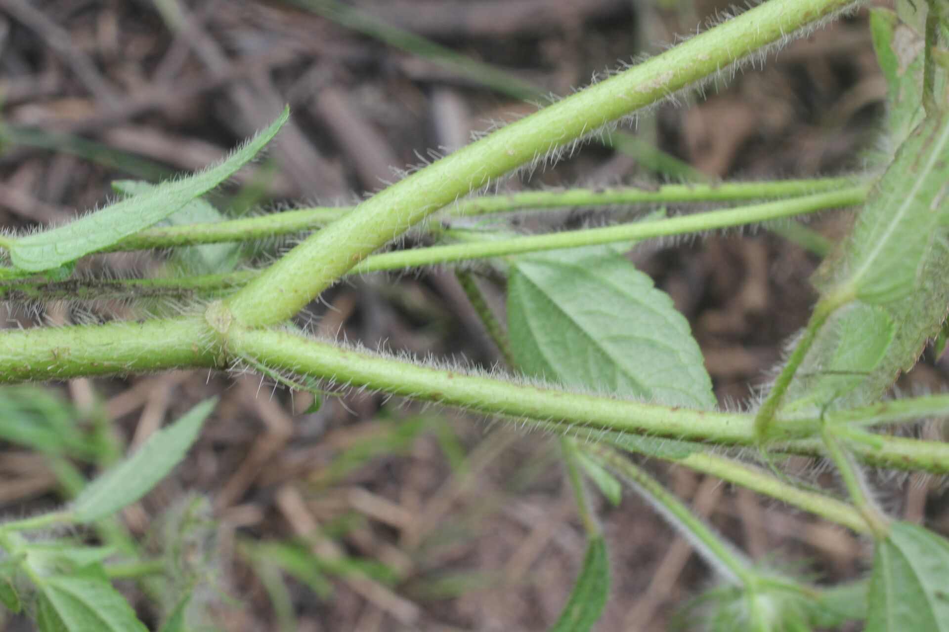 Malachra fasciata bark