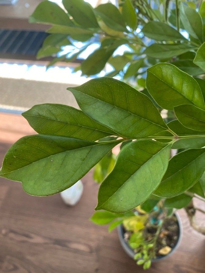 Radermachera yunnanensis — houseplant care guide