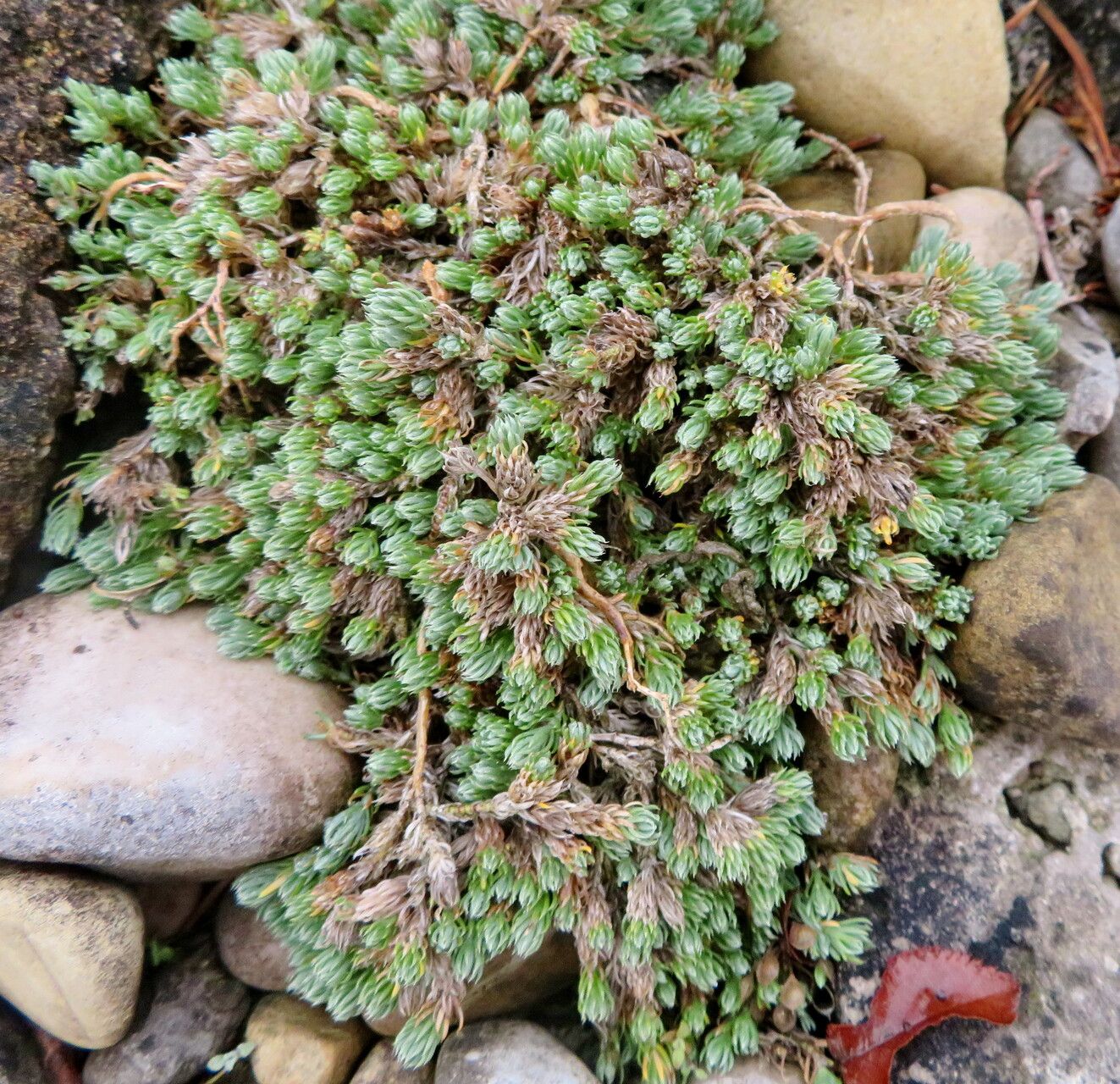 Asperula boissieri habit
