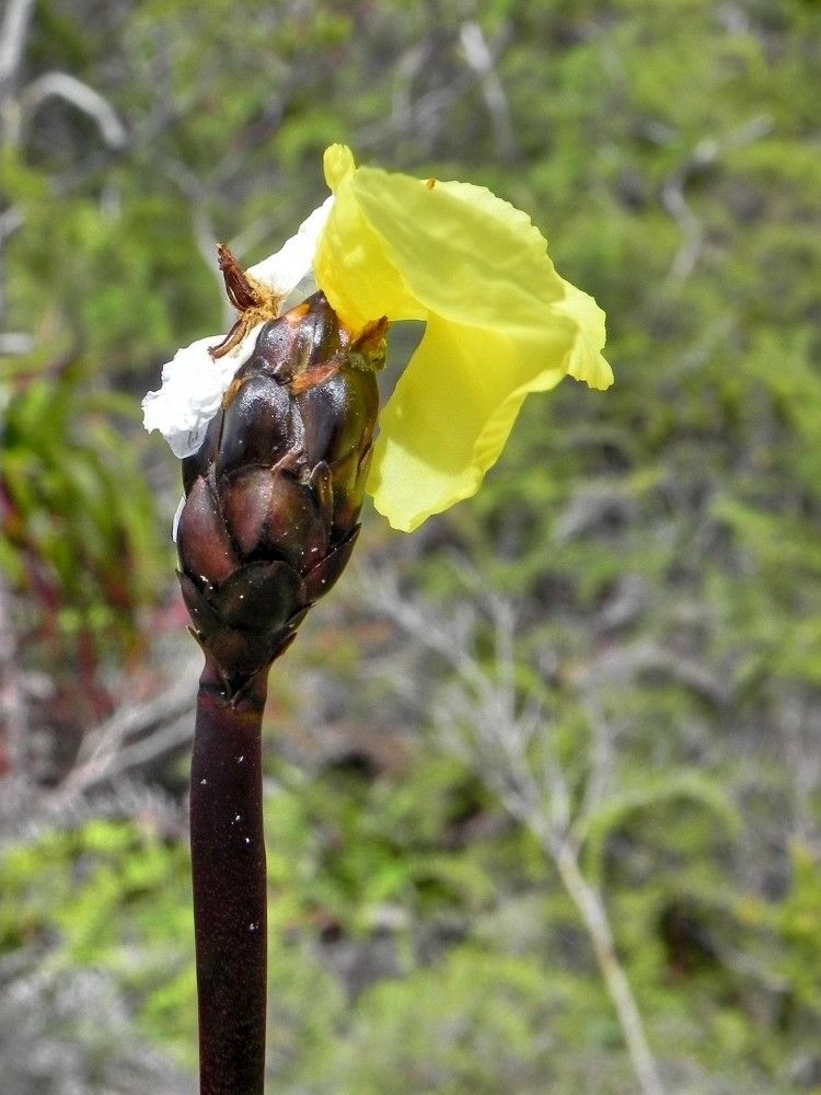 Xyris pancheri fruit