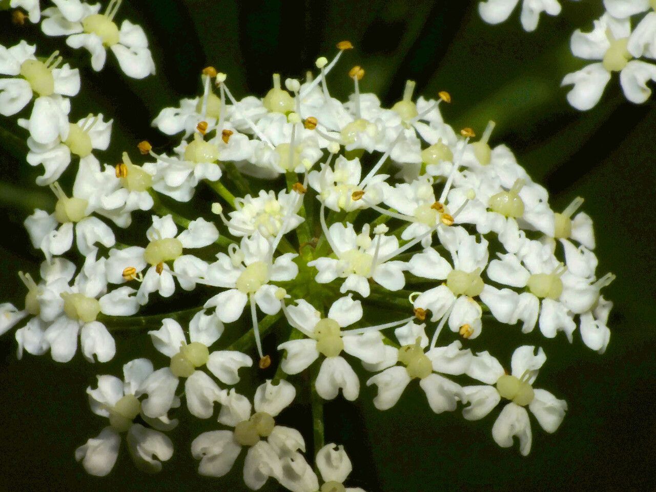Chaerophyllum aromaticum flower