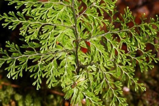 Hymenophyllum bivalve — related species from the same genus