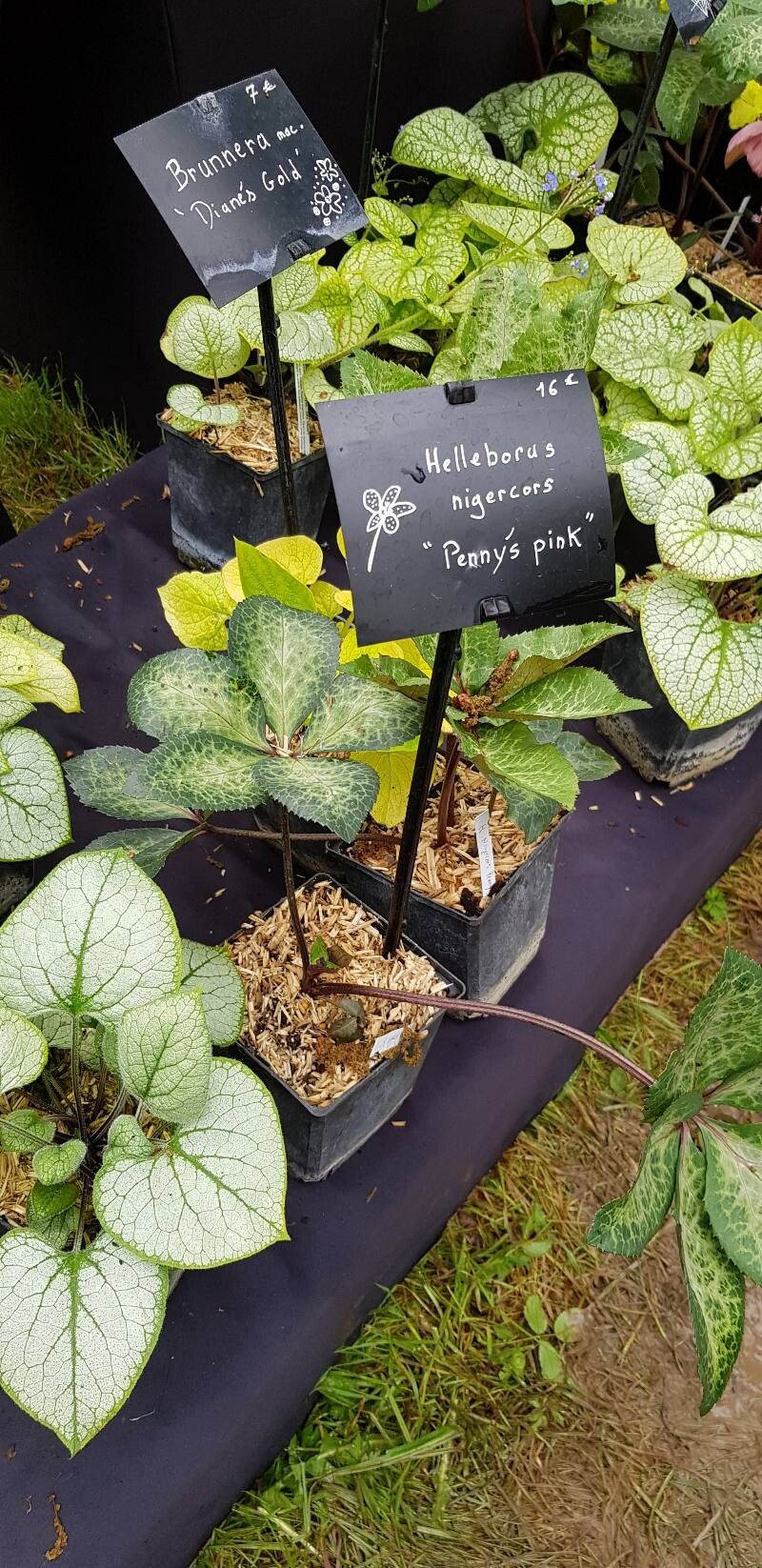 Helleborus × nigercors habit