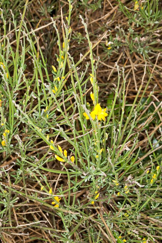 Genista ephedroides bark