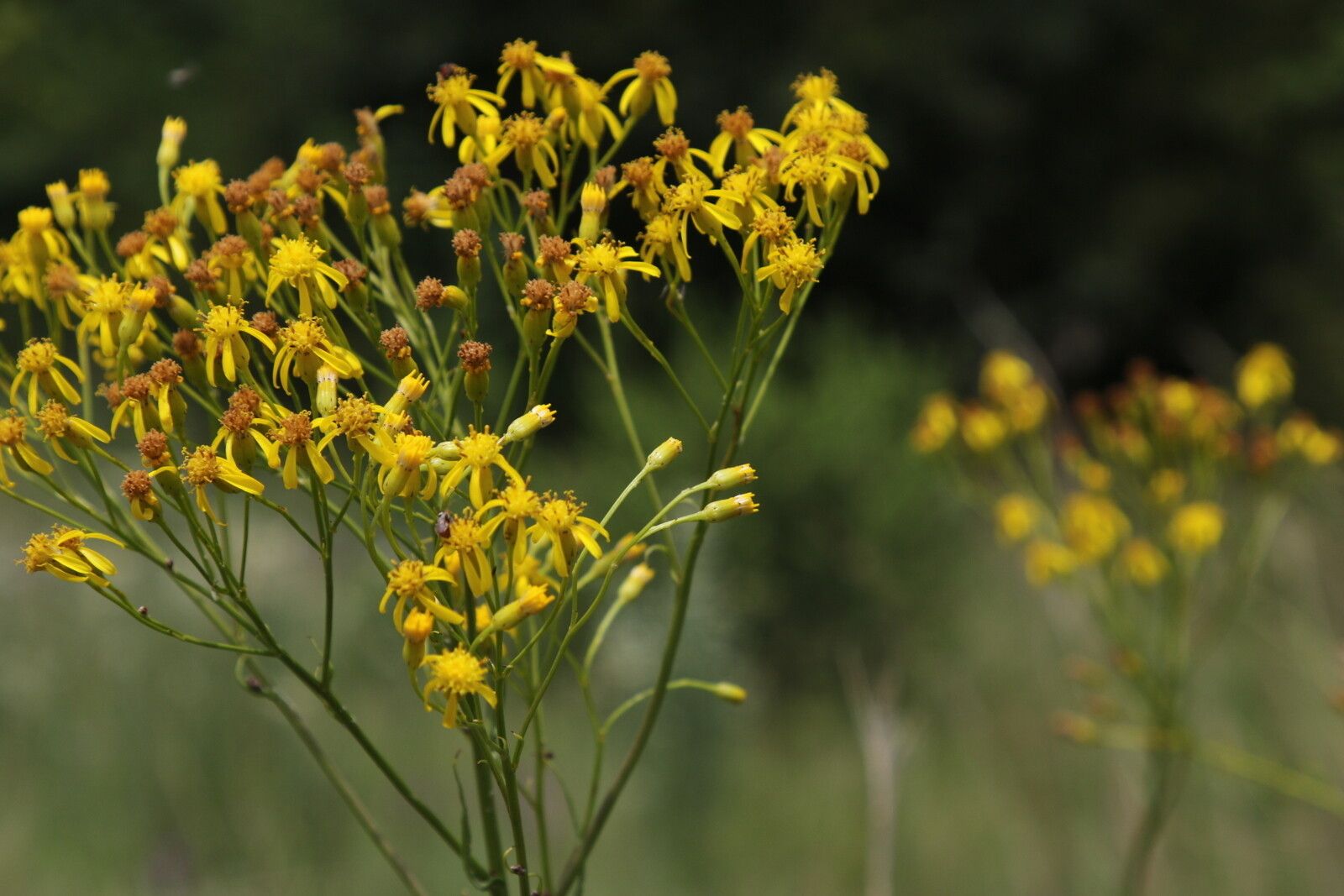 Senecio inornatus flower