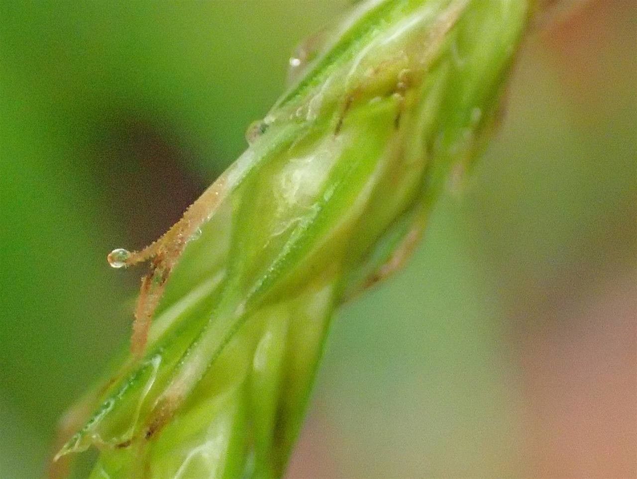 Carex sylvatica fruit