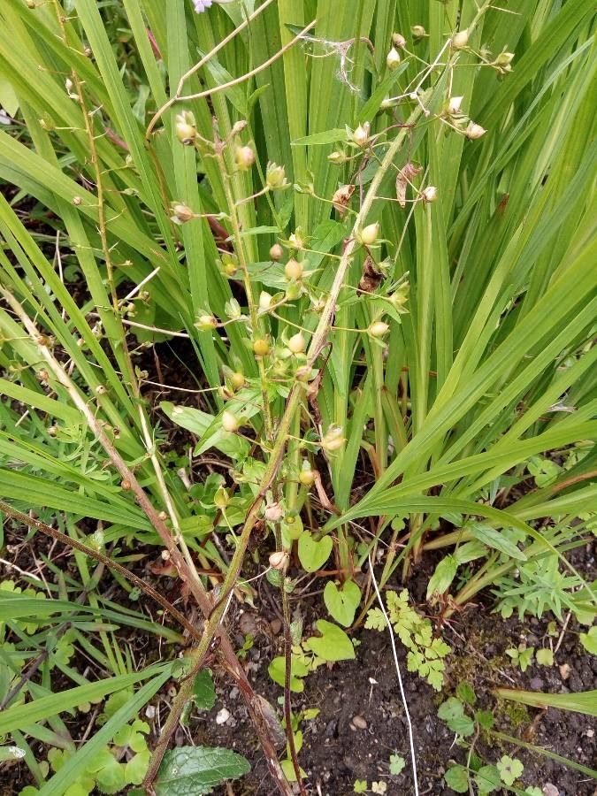 Verbascum phoeniceum fruit
